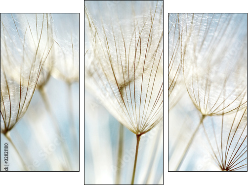 Abstract dandelion flower background  - Obraz trzyczęściowy, Tryptyk