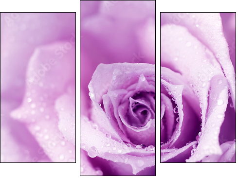 Róża w porannej rosie
 - Obraz trzyczęściowy, Tryptyk