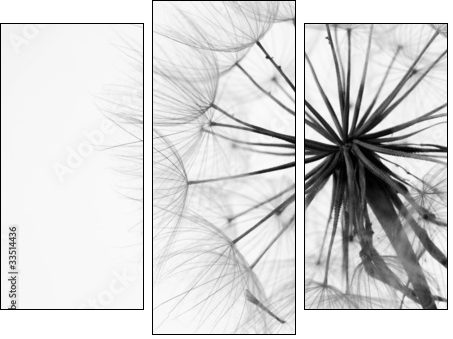 Close-up of dandelion  - Obraz trzyczęściowy, Tryptyk