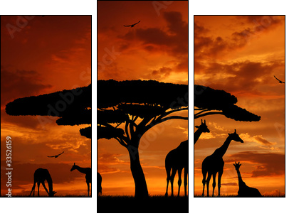 Afryka: żyrafy układają się do snu
 - Obraz trzyczęściowy, Tryptyk