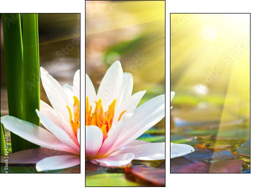 beautiful water lily in the light  - Obraz trzyczęściowy, Tryptyk