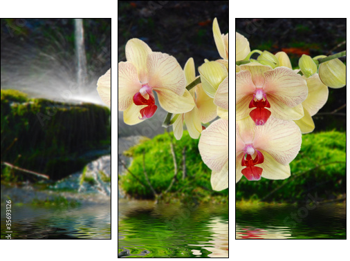 Orchideeauf Stein mit Wassertropfen  - Obraz trzyczęściowy, Tryptyk