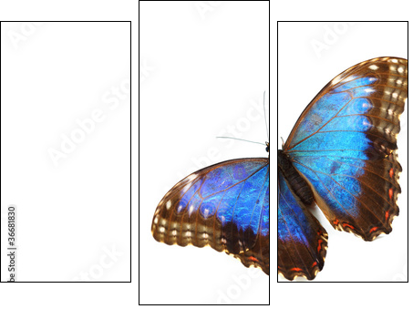 blue morpho isolated  - Obraz trzyczęściowy, Tryptyk