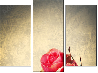 Róża - vintage - Obraz trzyczęściowy, Tryptyk