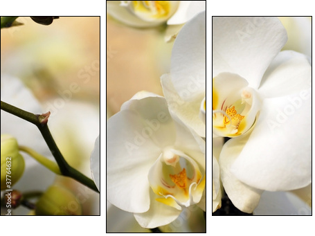 White orchid  - Obraz trzyczęściowy, Tryptyk