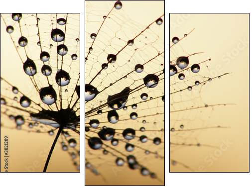 dandelion seed  - Obraz trzyczęściowy, Tryptyk