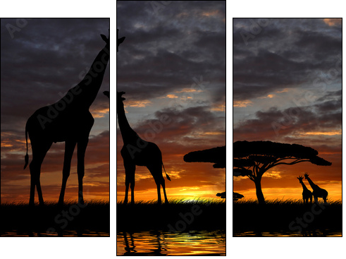 giraffes in the sunset  - Obraz trzyczęściowy, Tryptyk