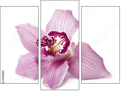 Pink orchid on a white background  - Obraz trzyczęściowy, Tryptyk
