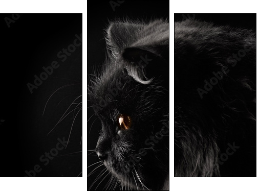 black persian cat on black background  - Obraz trzyczęściowy, Tryptyk