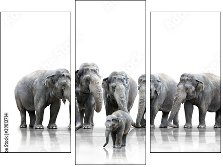 Elefantenherde  - Obraz trzyczęściowy, Tryptyk