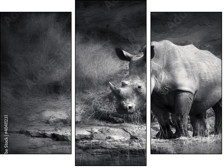 White Rhinoceros  - Obraz trzyczęściowy, Tryptyk