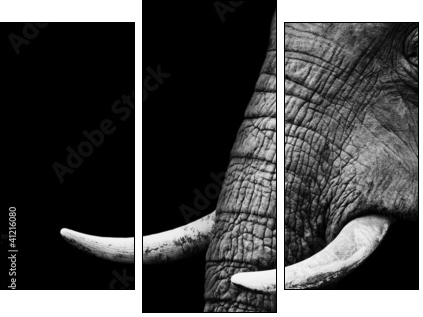 African Elephant Close Up  - Obraz trzyczęściowy, Tryptyk