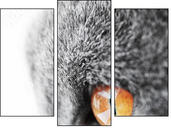 British blue cat detail  - Obraz trzyczęściowy, Tryptyk