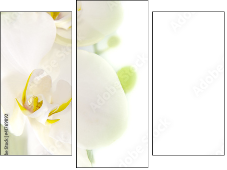orquÃ­dea blanca sobre fondo blanco  - Obraz trzyczęściowy, Tryptyk