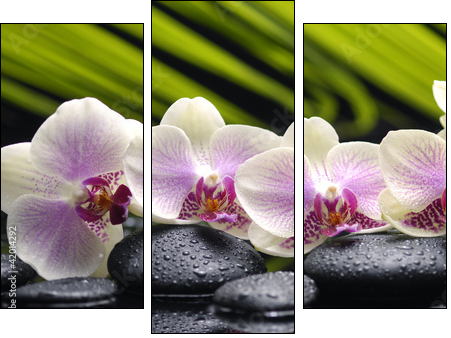 Set of branch orchid with stones- palm leaf background  - Obraz trzyczęściowy, Tryptyk