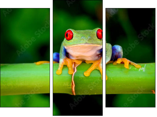 Red eyed tree frog looking curious  - Obraz trzyczęściowy, Tryptyk