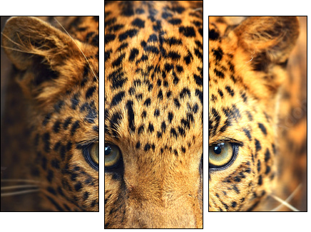 Leopard portrait  - Obraz trzyczęściowy, Tryptyk