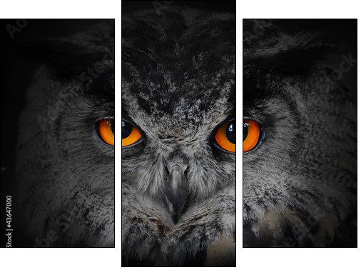 The evil eyes. ( Eagle Owl, Bubo bubo).  - Obraz trzyczęściowy, Tryptyk