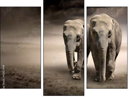 Pair of elephants in motion  - Obraz trzyczęściowy, Tryptyk