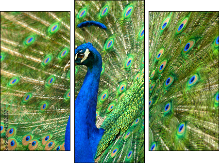 MajestÃ¤tischer Pfau  - Obraz trzyczęściowy, Tryptyk