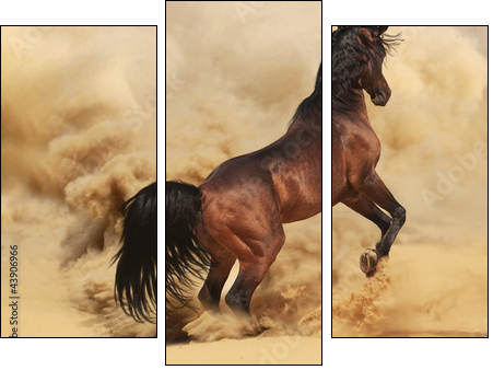 Purebred arabic stallion in desert  - Obraz trzyczęściowy, Tryptyk