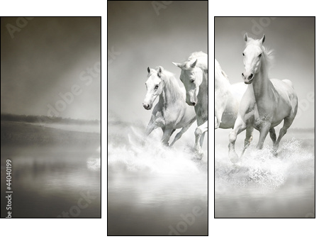 Herd of white horses running through water  - Obraz trzyczęściowy, Tryptyk