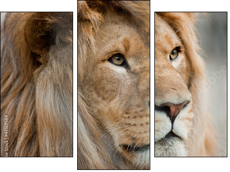 lion  - Obraz trzyczęściowy, Tryptyk