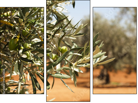 Olive plantation and olives on branch  - Obraz trzyczęściowy, Tryptyk