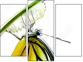 Monarch Butterfly, Milkweed Mania, baby born in the nature isola  - Obraz trzyczęściowy, Tryptyk