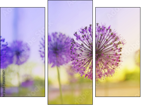 Flowering Onion  - Obraz trzyczęściowy, Tryptyk