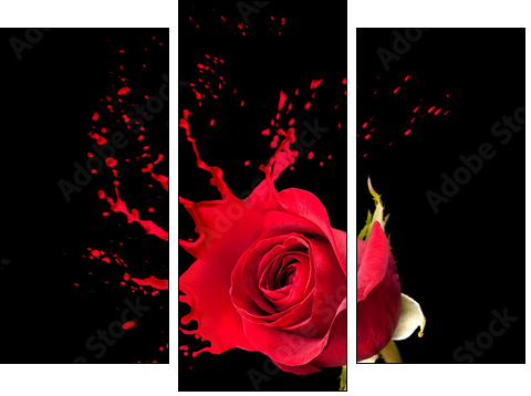 red rose splashes  - Obraz trzyczęściowy, Tryptyk