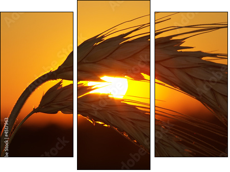 Kłosy zboża w nastrojowym słońcu
 - Obraz trzyczęściowy, Tryptyk