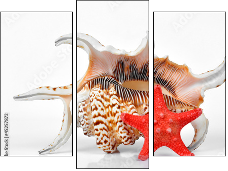 tropical sea shells  - Obraz trzyczęściowy, Tryptyk