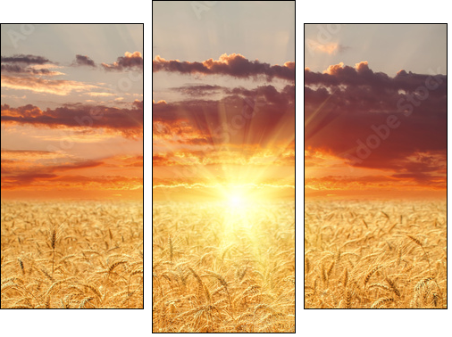 Wheat field at sunset  - Obraz trzyczęściowy, Tryptyk