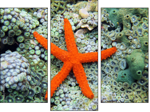 Comet sea star over anemones  - Obraz trzyczęściowy, Tryptyk