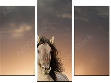 wild stallion running in sunset  - Obraz trzyczęściowy, Tryptyk