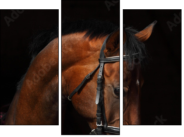 Bay Trakehner Horse with classic bridle  - Obraz trzyczęściowy, Tryptyk