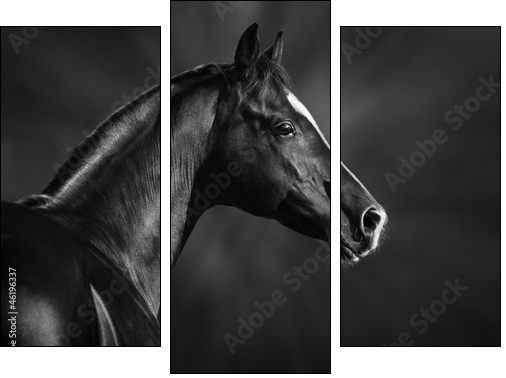 Black and white portrait of arabian stallion  - Obraz trzyczęściowy, Tryptyk