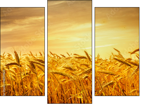 A field of wheat in the golden light of sunset.  - Obraz trzyczęściowy, Tryptyk