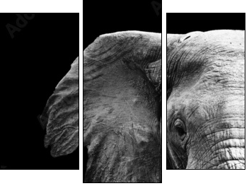 Elephant Close Up  - Obraz trzyczęściowy, Tryptyk