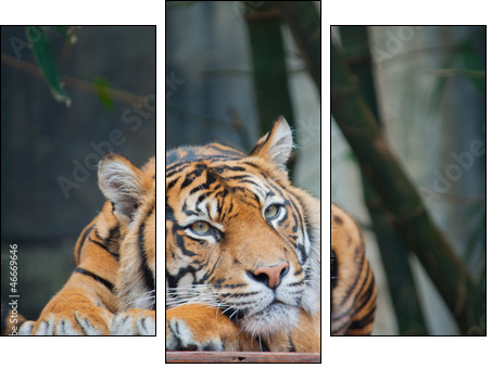 Endangered Sumatran Tiger  - Obraz trzyczęściowy, Tryptyk