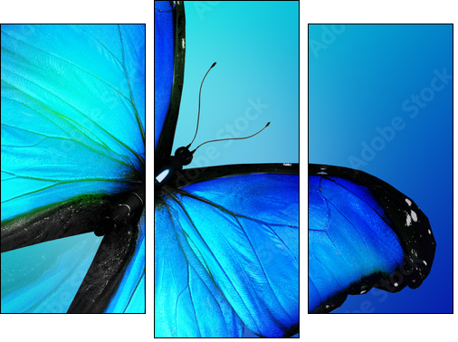 Blue butterfly on blue background  - Obraz trzyczęściowy, Tryptyk