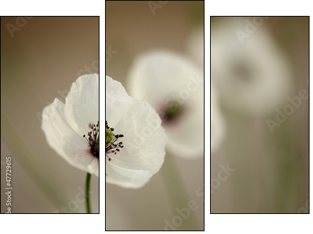 Poppy  - Obraz trzyczęściowy, Tryptyk