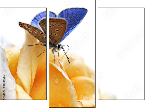 blue butterfly isolated on white background  - Obraz trzyczęściowy, Tryptyk
