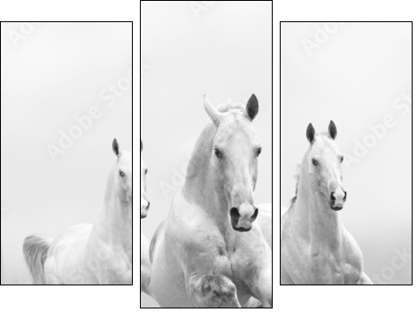 white horses in dust  - Obraz trzyczęściowy, Tryptyk