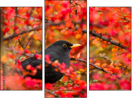 Common Blackbird (Turdus merula)  - Obraz trzyczęściowy, Tryptyk