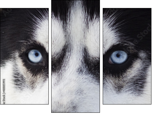Close up on blue eyes of husky  - Obraz trzyczęściowy, Tryptyk