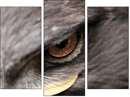 Steppe Eagle  - Obraz trzyczęściowy, Tryptyk