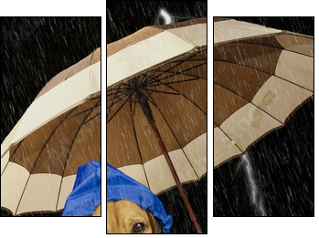 rain dog  - Obraz trzyczęściowy, Tryptyk