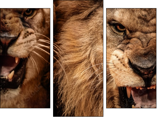 Close-up shot of two roaring lion  - Obraz trzyczęściowy, Tryptyk